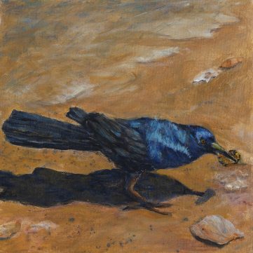 common grackle bird eating a snack by the water