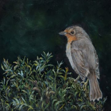 orange throated grey bird sitting on a rosemary bush