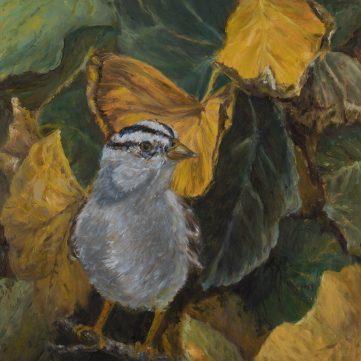 white crown sparrow in a shrub