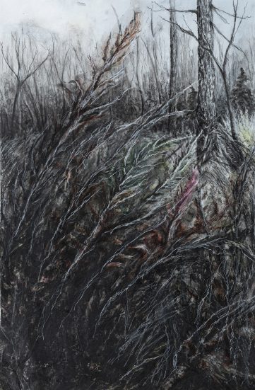 ground view of grasses