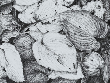 work-hosta_leaves_2