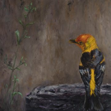 western tangier bird sitting on a ledge looking to the left at foliage