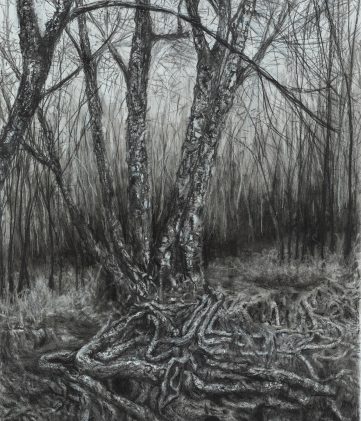 Leafless Birch tree with exposed roots in the ground